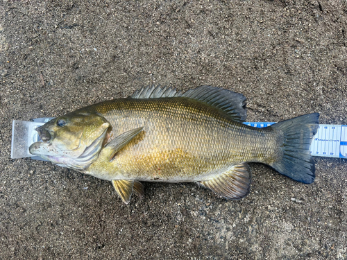 スモールマウスバスの釣果