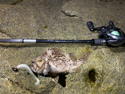 オウゴンムラソイの釣果