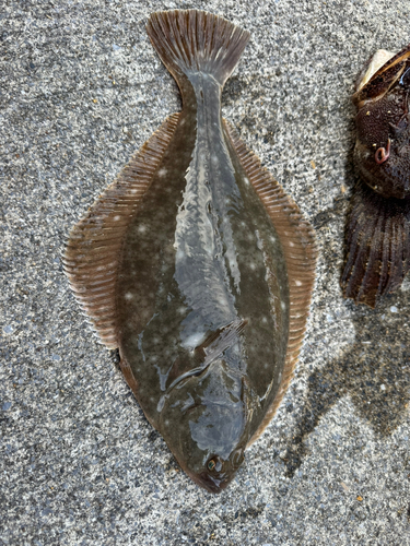 カレイの釣果