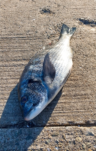 チヌの釣果