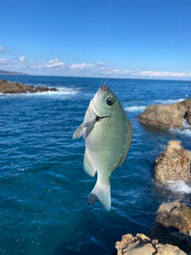 メジナの釣果