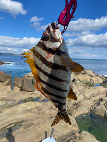 タカノハダイの釣果