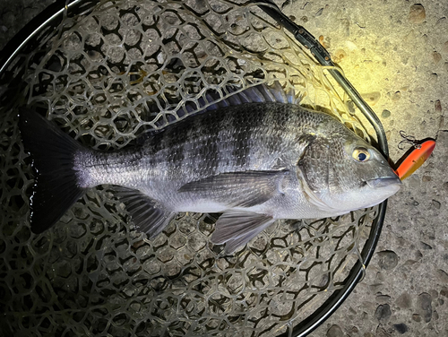 チヌの釣果