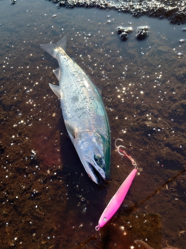 サクラマスの釣果