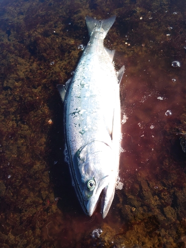 サクラマスの釣果