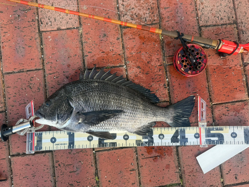 クロダイの釣果