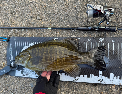 スモールマウスバスの釣果