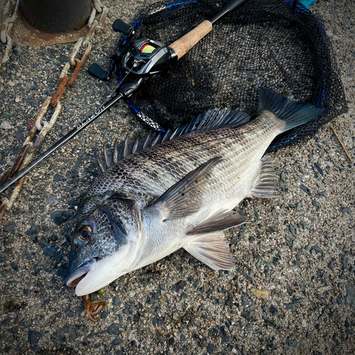 クロダイの釣果