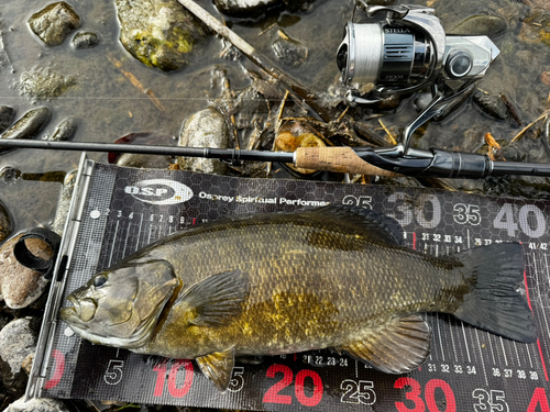 スモールマウスバスの釣果