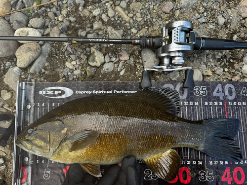 スモールマウスバスの釣果