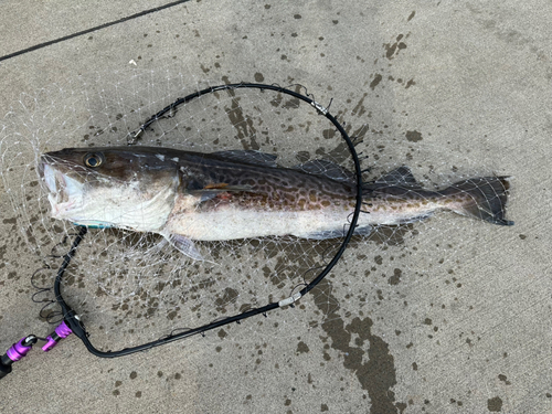 マダラの釣果