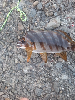 タカノハダイの釣果