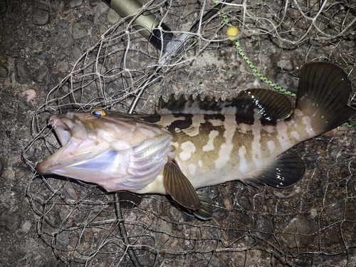 クエの釣果