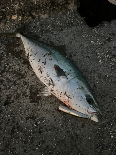 ブリの釣果