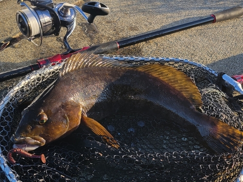 アイナメの釣果