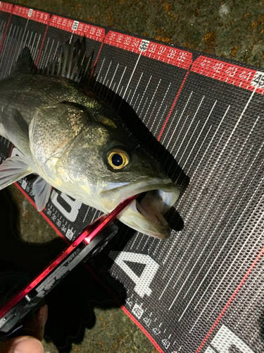 シーバスの釣果