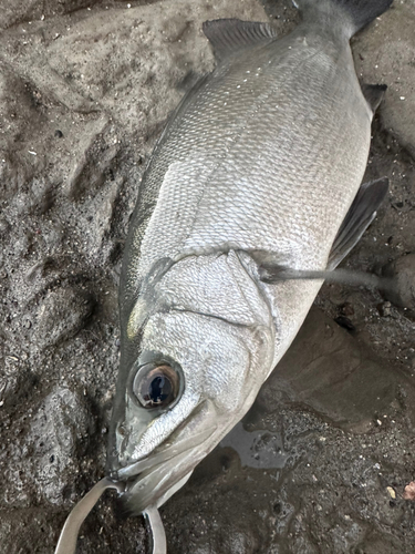 ヒラスズキの釣果