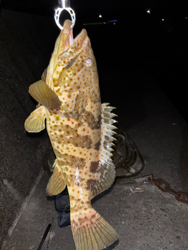 チャイロマルハタの釣果