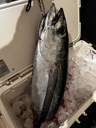 ビンチョウマグロの釣果