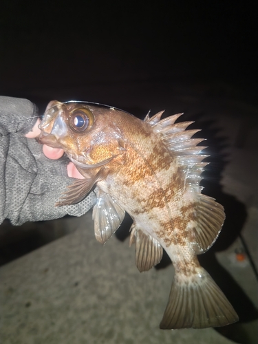 メバルの釣果