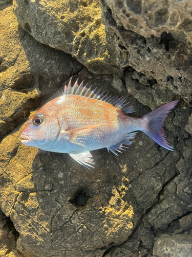 チャリコの釣果