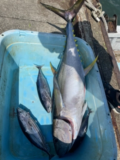 キハダマグロの釣果