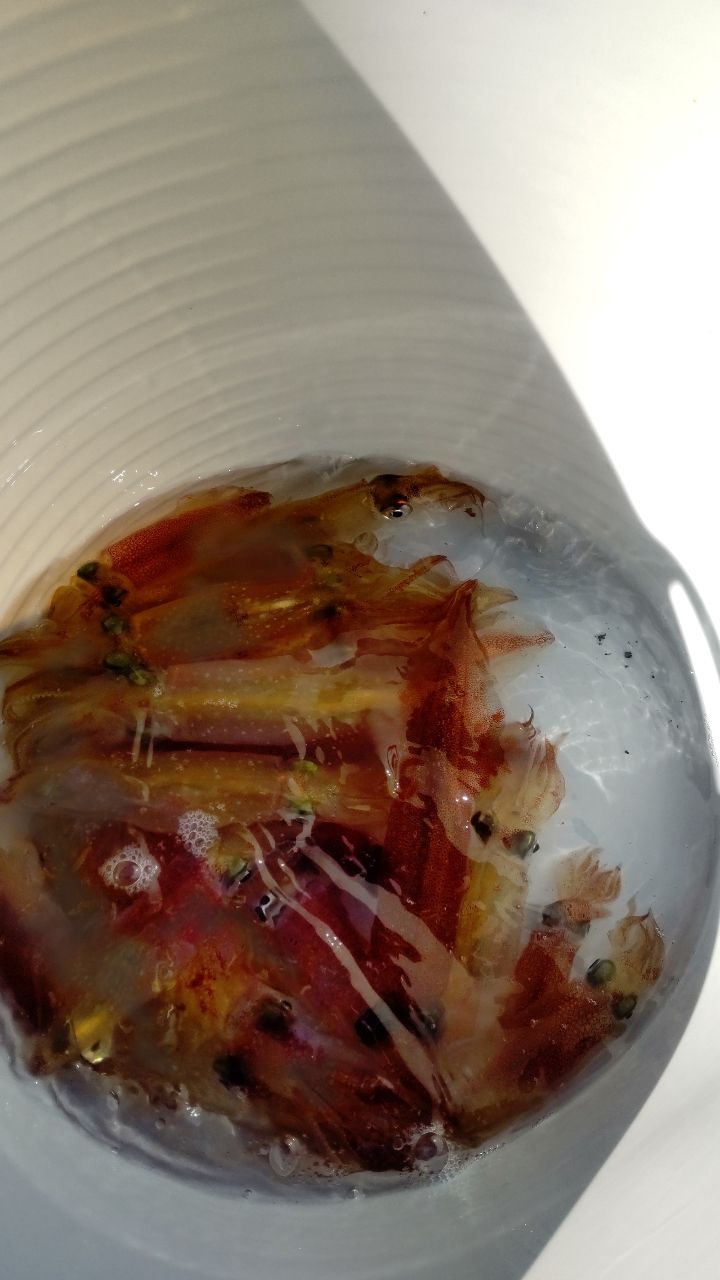 イカ時々魚さんの釣果 2枚目の画像