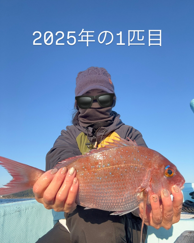 マダイの釣果