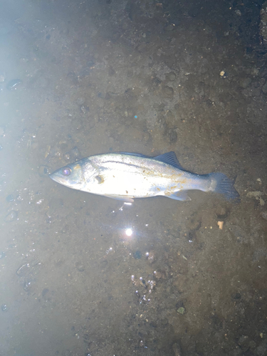 セイゴ（マルスズキ）の釣果