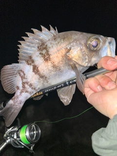 シロメバルの釣果