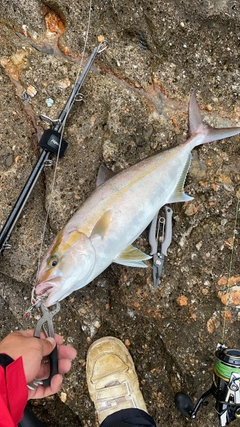 カンパチの釣果