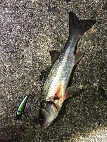 セイゴ（マルスズキ）の釣果