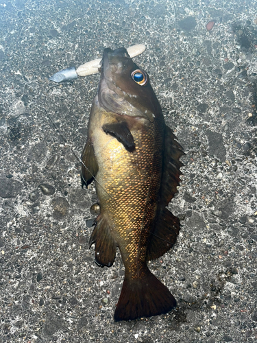 ガヤの釣果