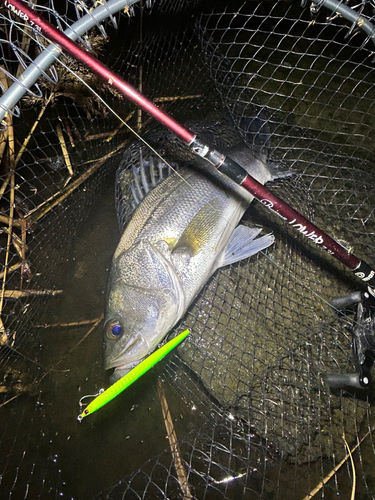 シーバスの釣果