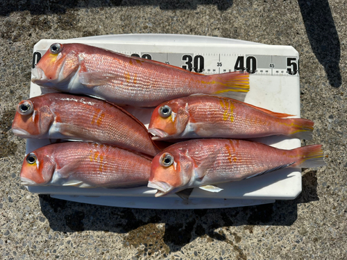 アカアマダイの釣果