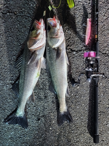 シーバスの釣果