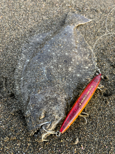 ソゲの釣果