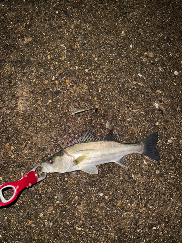 セイゴ（マルスズキ）の釣果