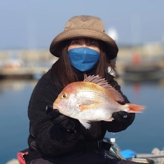 レンコダイの釣果