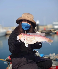 アマダイの釣果