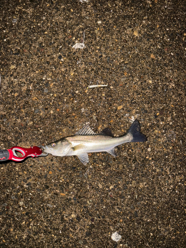 セイゴ（マルスズキ）の釣果