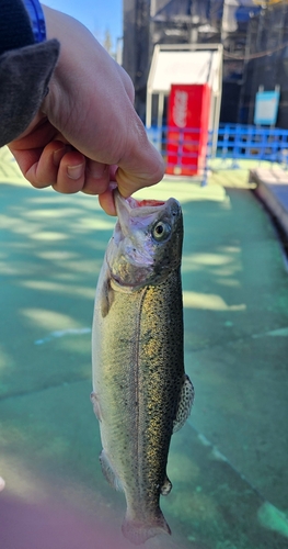 ニジマスの釣果