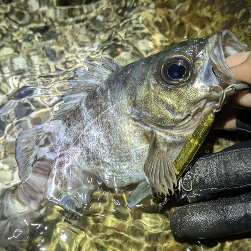 メバルの釣果