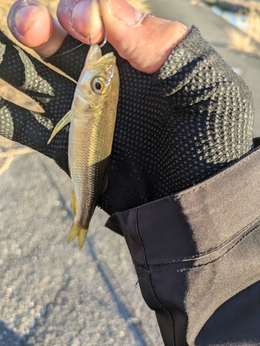 カワムツの釣果