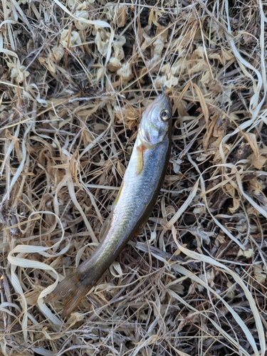 アブラハヤの釣果