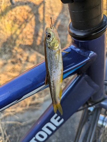 カワムツの釣果