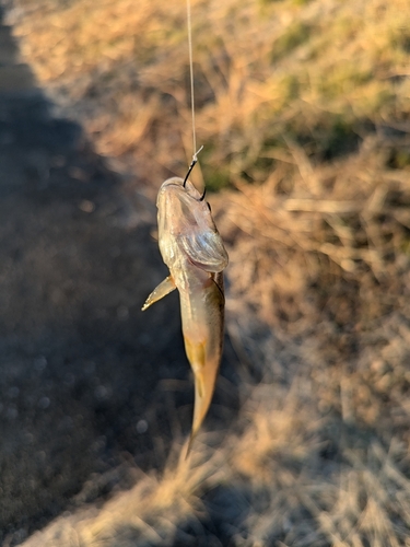 カワムツの釣果