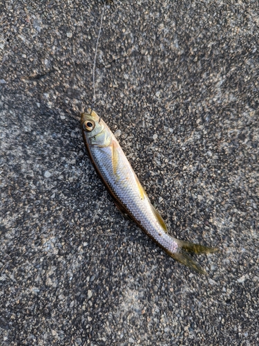 カワムツの釣果