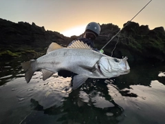 ヒラスズキの釣果