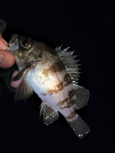 シロメバルの釣果